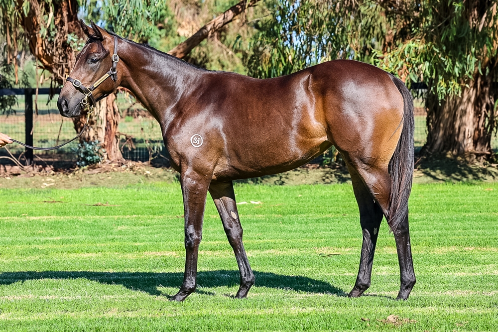 Better Than Ready (AUS) / Lady Magic (AUS) 2024 Filly - Image 1