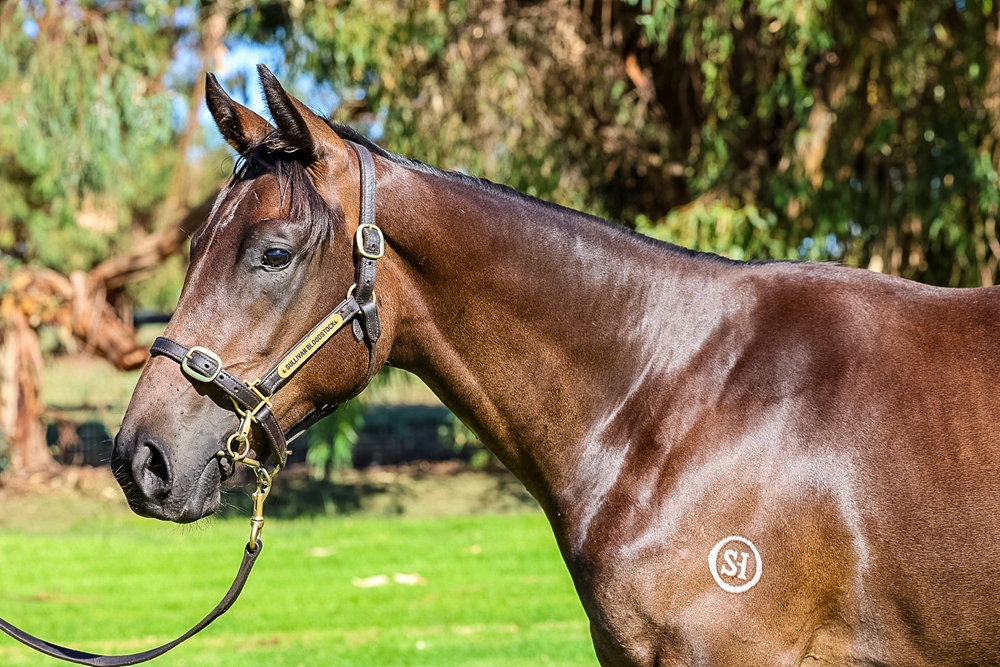 Better Than Ready (AUS) / Lady Magic (AUS) 2024 Filly - Image 2