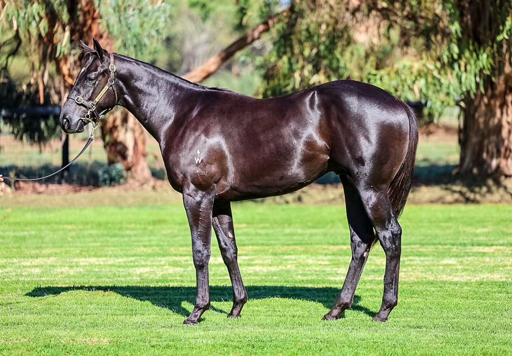 Tassort (AUS) / Ominous Quality (AUS) 2024 Colt - Image 1