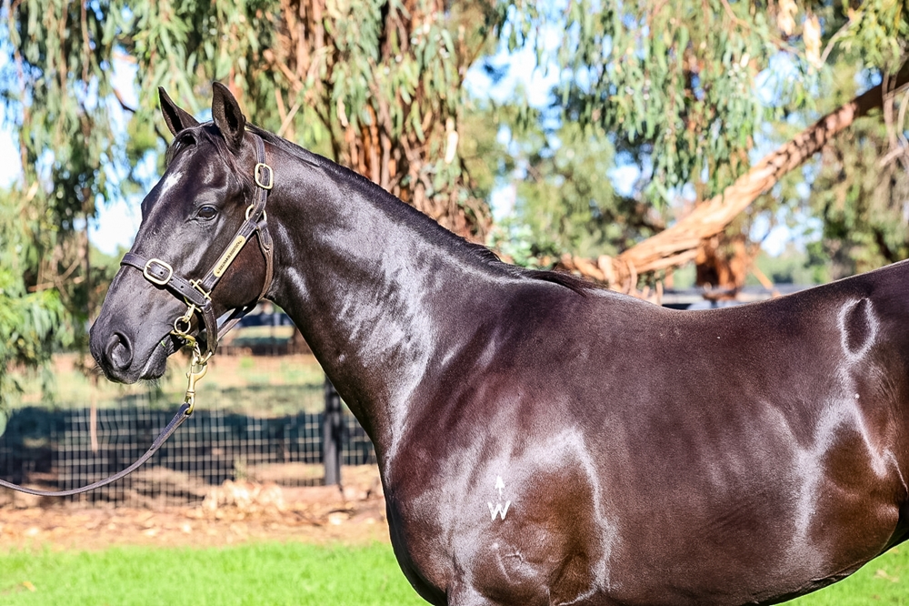 Tassort (AUS) / Ominous Quality (AUS) 2024 Colt - Image 2