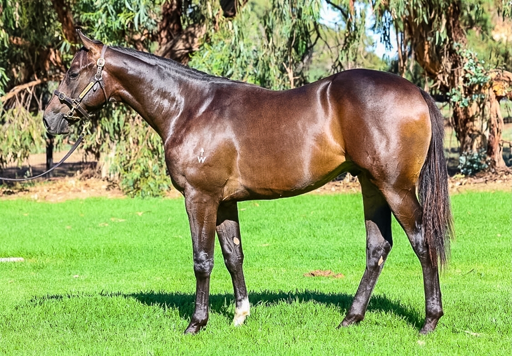 Blue Point (IRE) / Pantenny (AUS) 2024 Colt - Image 1