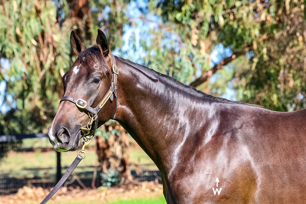 Blue Point (IRE) / Pantenny (AUS) 2024 Colt - Image 2