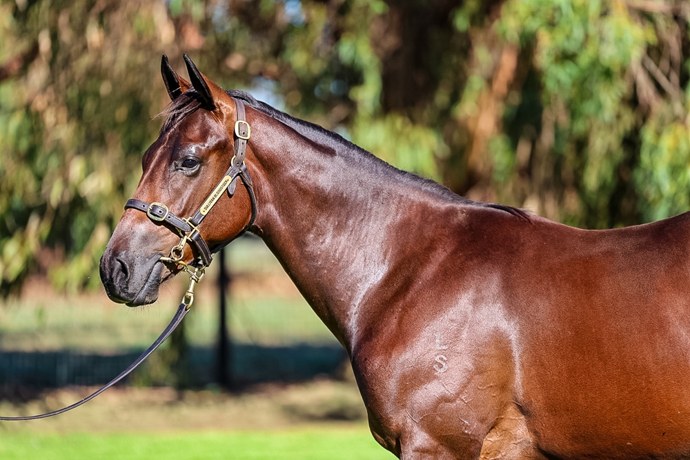 Tassort (AUS) / Rosadiblu (AUS) 2024 Colt - Image 2