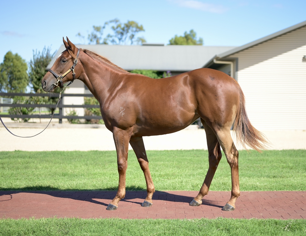 Rubick (AUS) / Zumbarina (AUS) 2024 Filly - Image 1