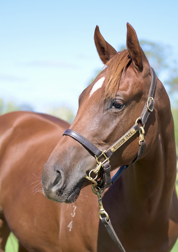 Rubick (AUS) / Zumbarina (AUS) 2024 Filly - Image 2