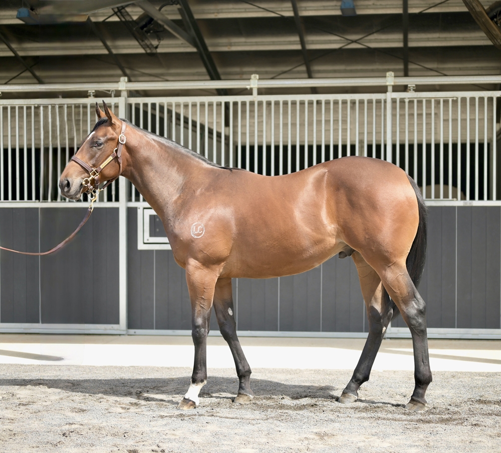 Hellbent (AUS) / Sophomore (AUS) 2024 Colt - Image 1