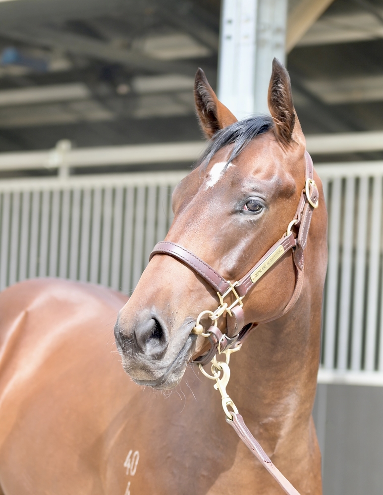 Hellbent (AUS) / Sophomore (AUS) 2024 Colt - Image 2