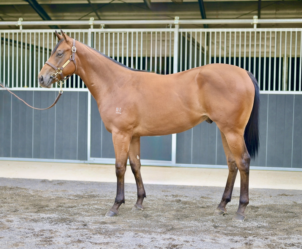 Stay Inside (AUS) / Alpine Bronze (AUS) 2024 Colt - Image 1