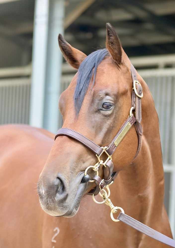 Stay Inside (AUS) / Alpine Bronze (AUS) 2024 Colt - Image 2