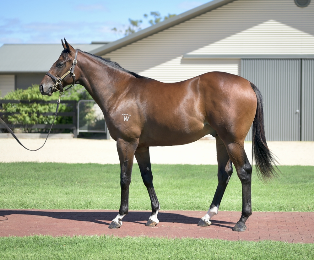 In the Congo (AUS) / Tiara Star (AUS) 2024 Colt - Image 1