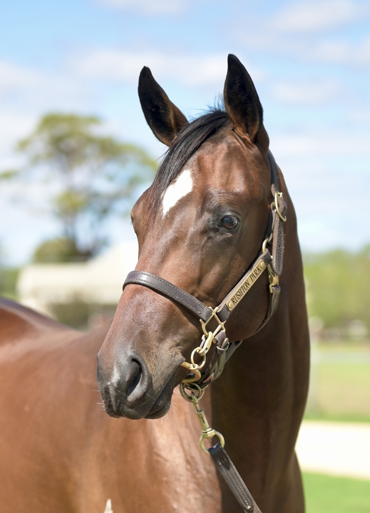 In the Congo (AUS) / Tiara Star (AUS) 2024 Colt - Image 2