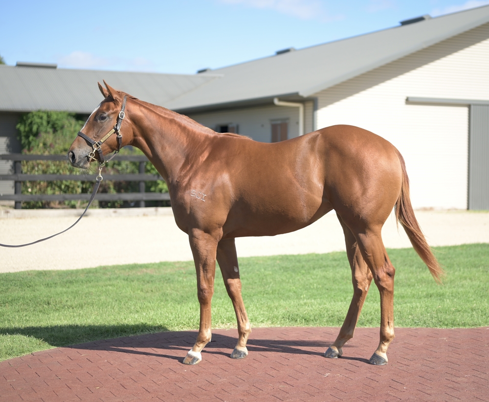 Hanseatic (AUS) / Vigilance (AUS) 2024 Filly - Image 1