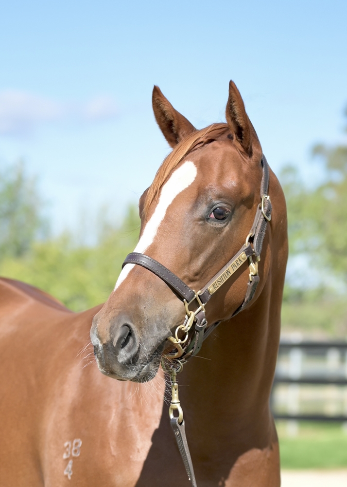 Hanseatic (AUS) / Vigilance (AUS) 2024 Filly - Image 2