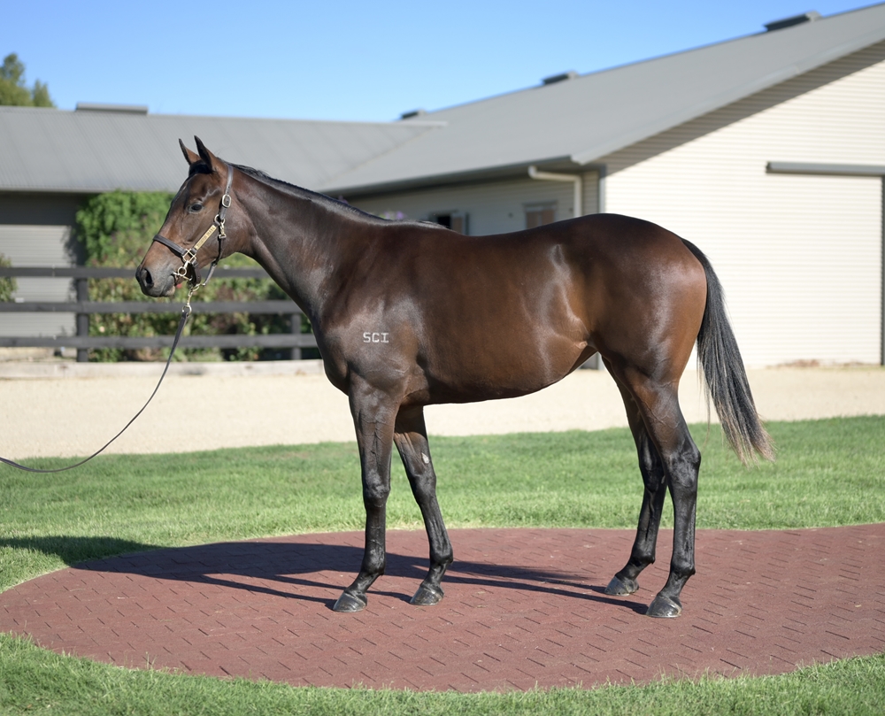 Rubick (AUS) / Expertea (AUS) 2024 Filly - Image 1