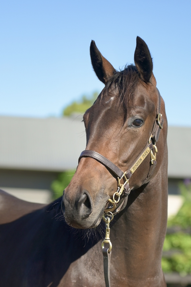 Rubick (AUS) / Expertea (AUS) 2024 Filly - Image 2