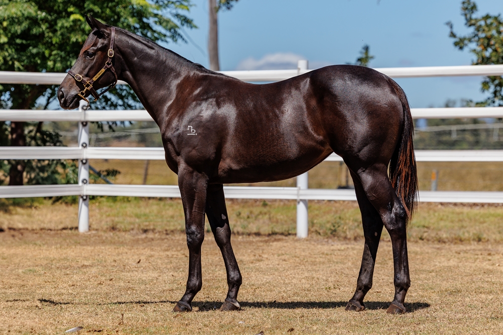 Tassort (AUS) / La Chica Rosa (AUS) 2024 Filly - Image 1