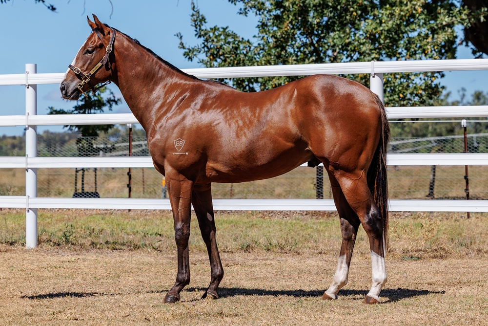 Best of Bordeaux (AUS) / Holdin' My Own (AUS) 2024 Colt - Image 1