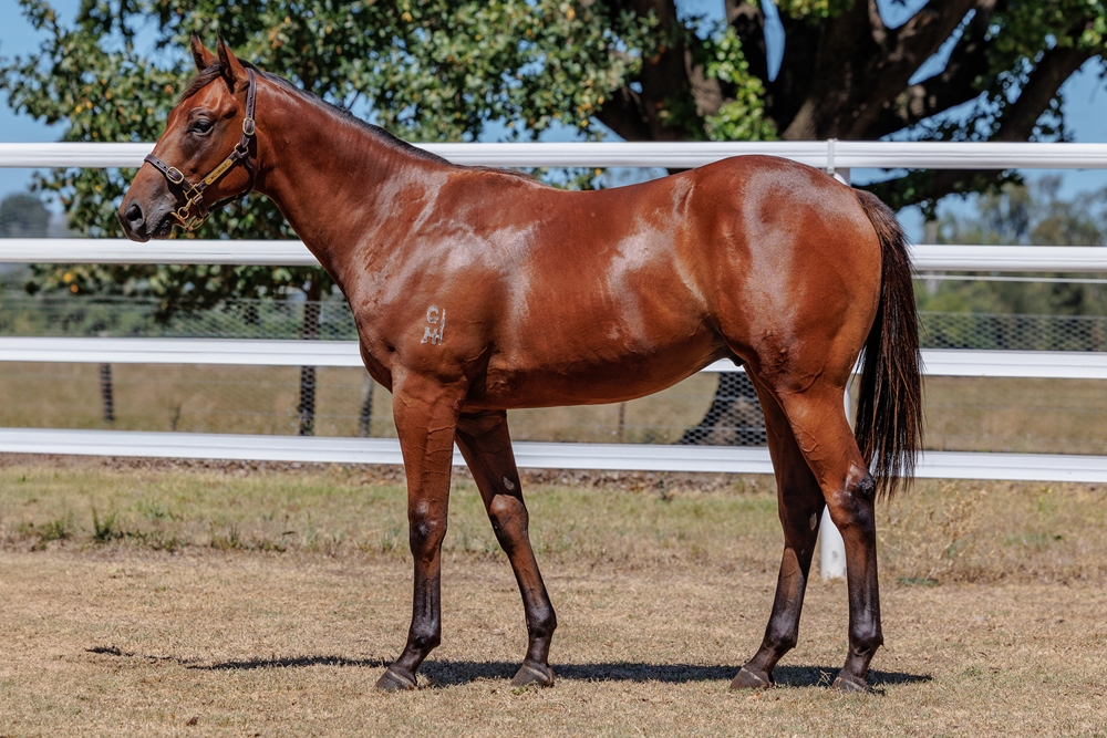 Bivouac (AUS) / Mother's Milk (NZ) 2024 Colt - Image 1