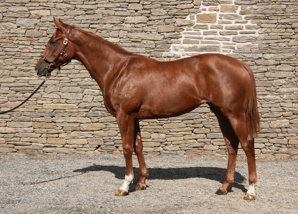 Peltzer (AUS) / Walka Country Mile (AUS) 2024 Filly - Image 1