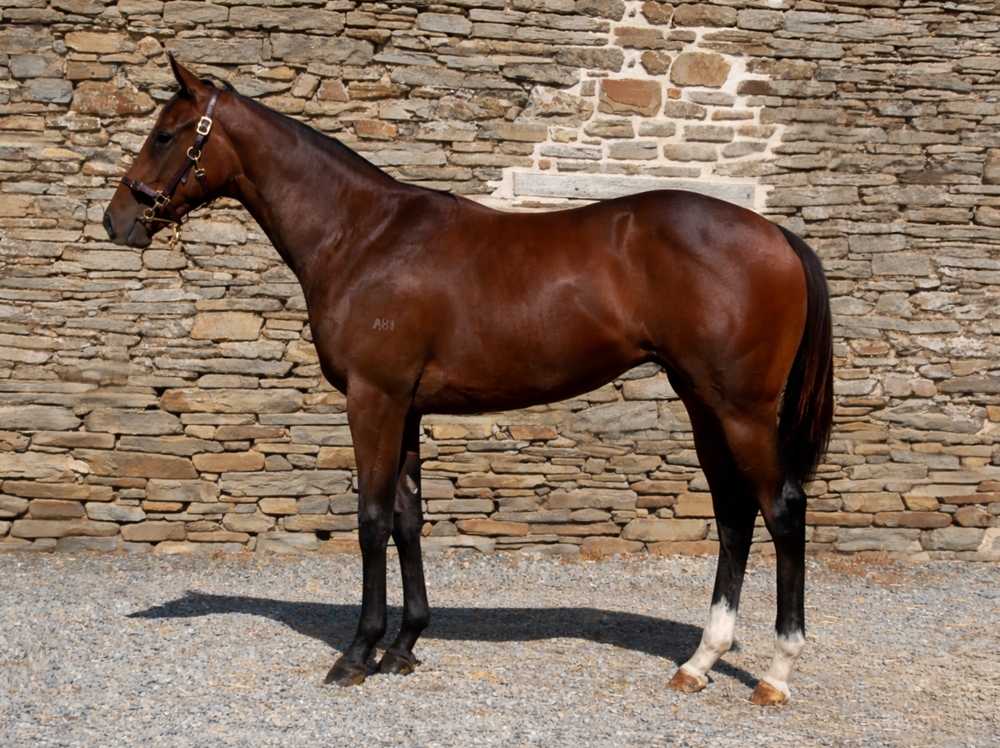 Acrobat (AUS) / Los Feliz (AUS) 2024 Filly - Image 1