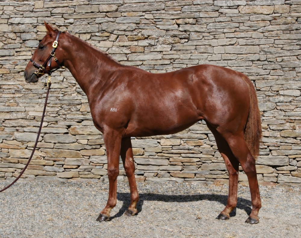 Dirty Work (AUS) / Naughty Moments (AUS) 2024 Filly - Image 1