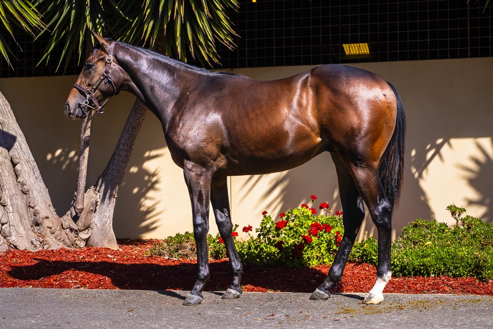 Dirty Work (AUS) / Reevano's Honour (AUS) 2024 Colt - Image 1