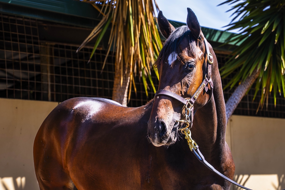 Dirty Work (AUS) / Reevano's Honour (AUS) 2024 Colt - Image 2