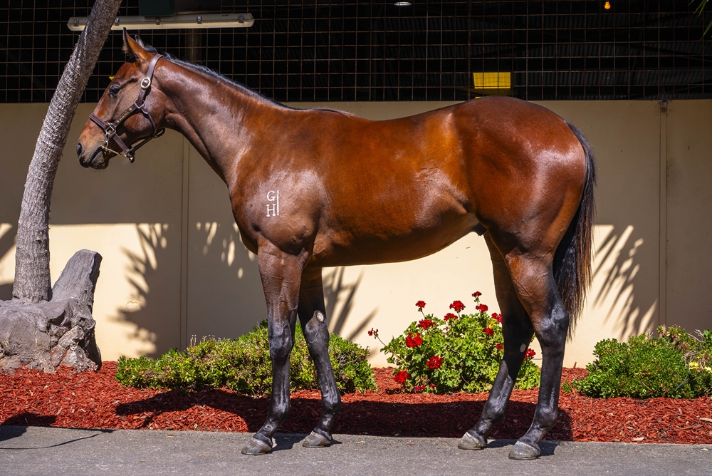 Wild Ruler (AUS) / Rose Petals (AUS) 2024 Colt - Image 1