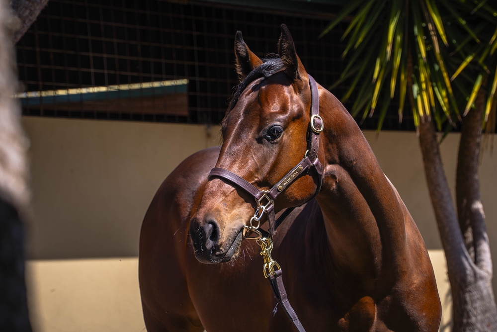 Wild Ruler (AUS) / Rose Petals (AUS) 2024 Colt - Image 2