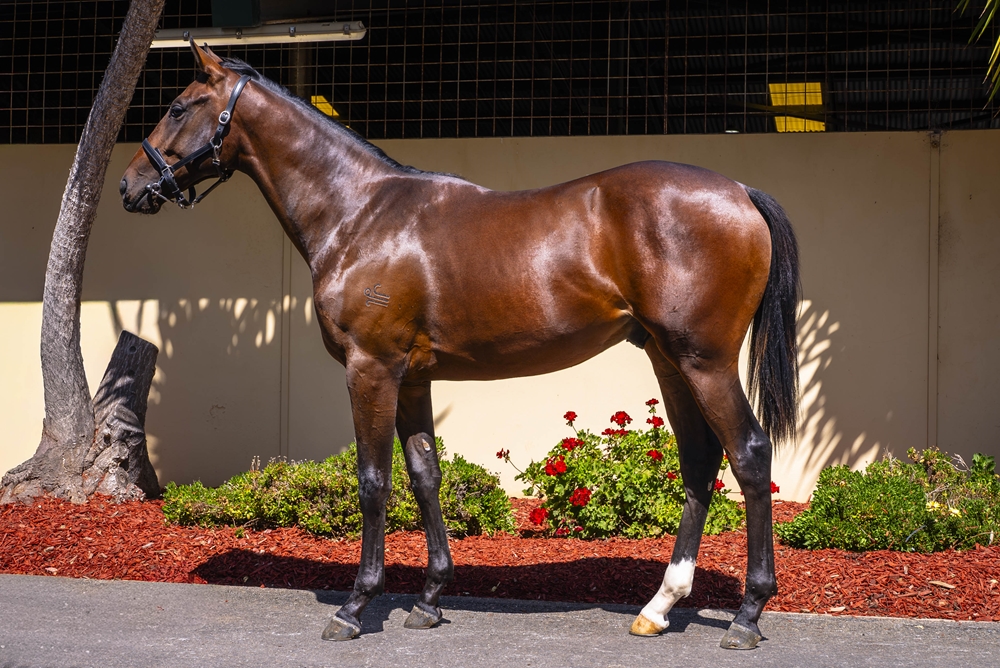 Gold Standard (AUS) / Song of Gold (AUS) 2024 Colt - Image 1