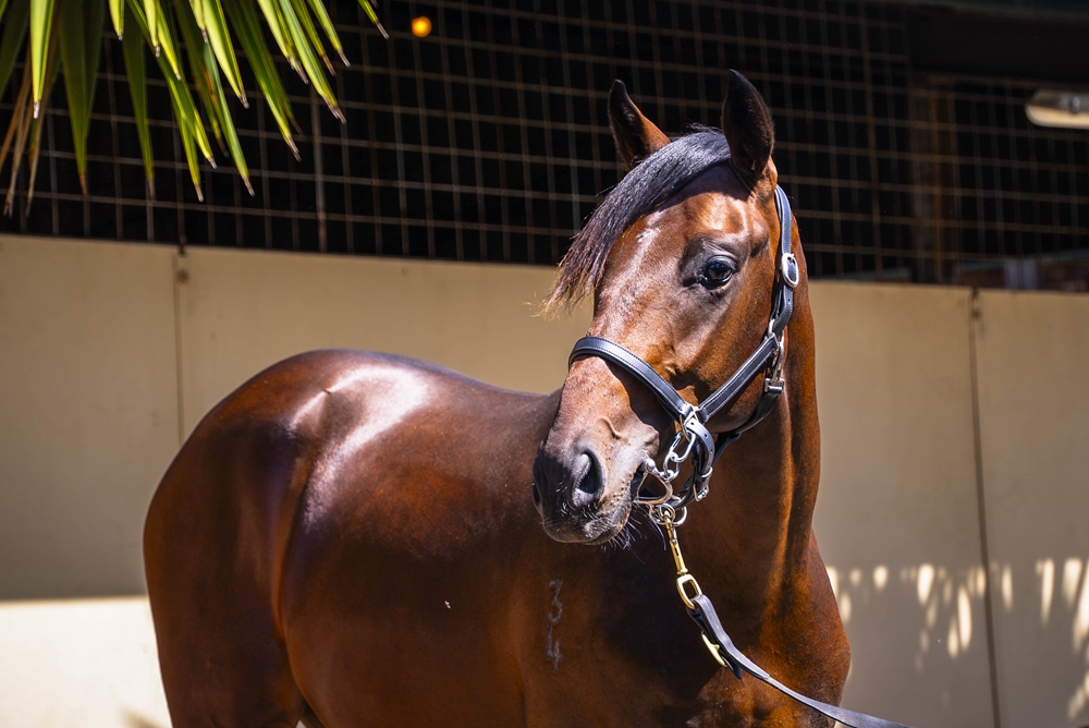 Gold Standard (AUS) / Song of Gold (AUS) 2024 Colt - Image 2