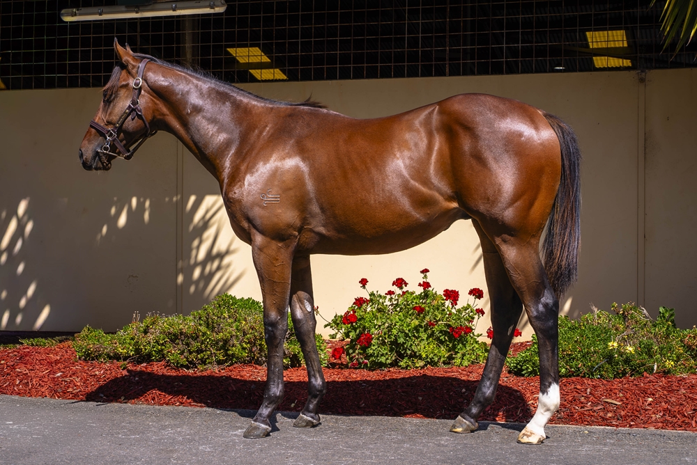 Nicconi (AUS) / Up (AUS) 2024 Colt - Image 1