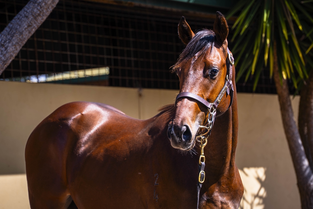 Nicconi (AUS) / Up (AUS) 2024 Colt - Image 2