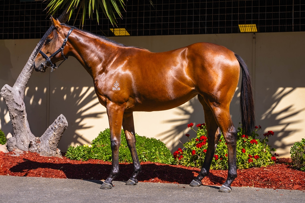Stay Inside (AUS) / Empress El (NZ) 2024 Filly - Image 1