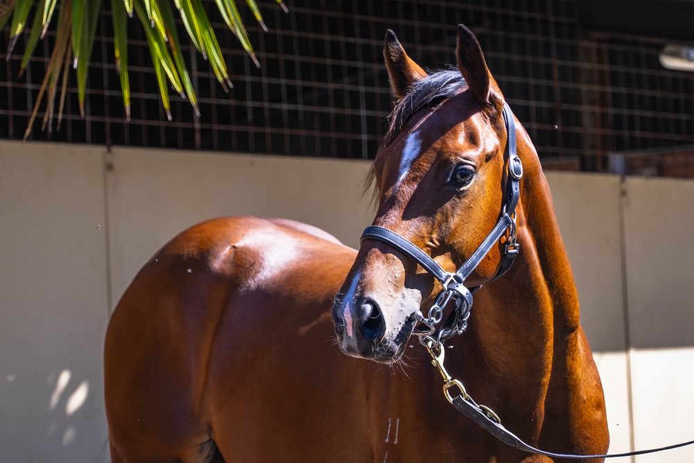 Stay Inside (AUS) / Empress El (NZ) 2024 Filly - Image 2