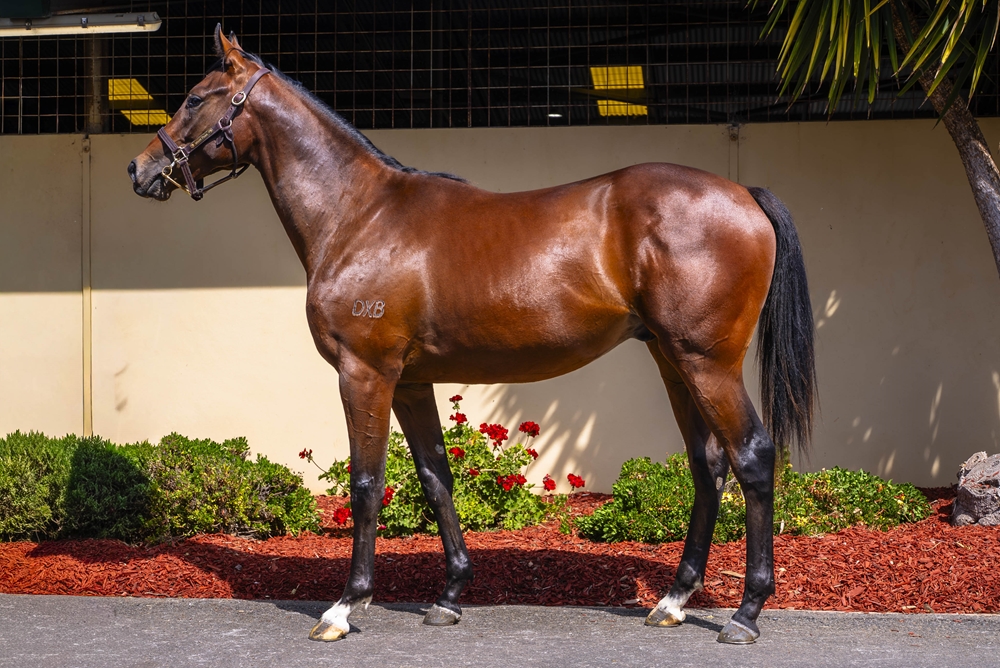 Blue Point (IRE) / Habeebati (AUS) 2024 Colt - Image 1