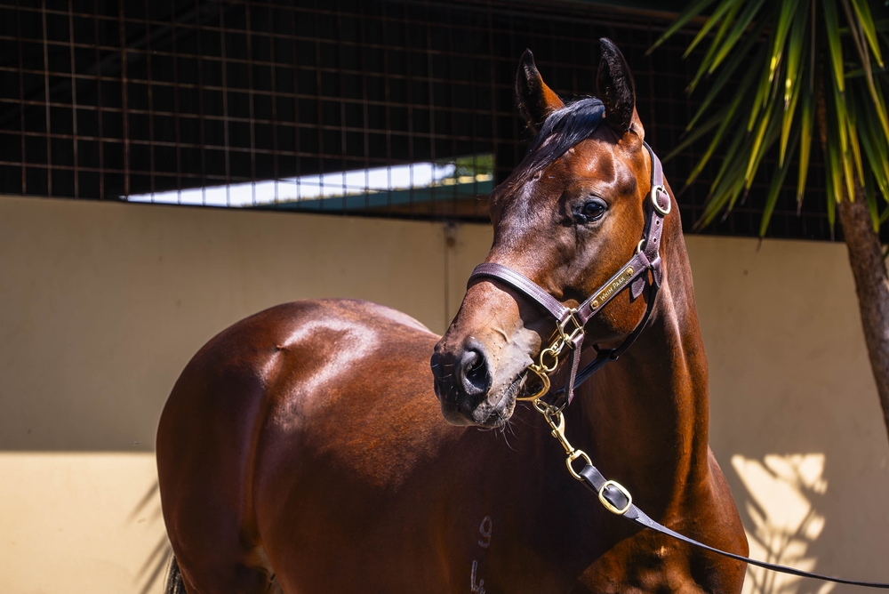 Blue Point (IRE) / Habeebati (AUS) 2024 Colt - Image 2