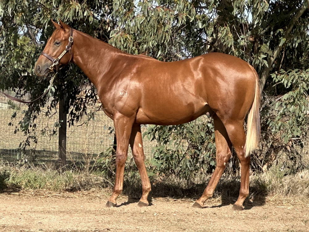 Fierce Impact (JPN) / Watachoice (AUS) 2024 Colt - Image 1