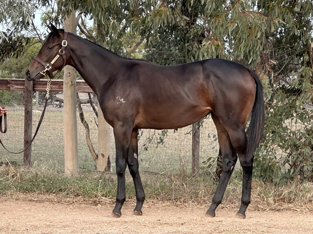 Russian Camelot (IRE) / Imposition (AUS) 2024 Filly - Image 1