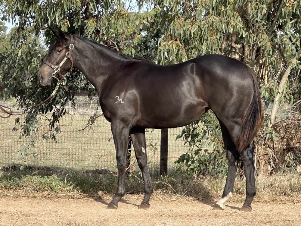 Pierro (AUS) / Lady Amanda (AUS) 2024 Filly - Image 1