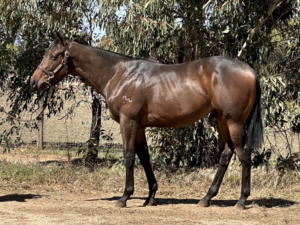 Valentia (AUS) / Briabella (AUS) 2024 Colt - Image 1