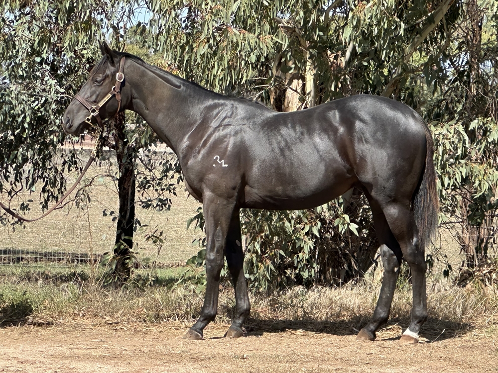 Dirty Work (AUS) / Forgotten Promises (AUS) 2024 Colt - Image 1