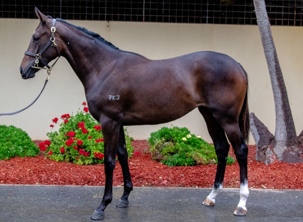 Bruckner (AUS) / Ida Rosa (AUS) 2024 Filly - Image 1