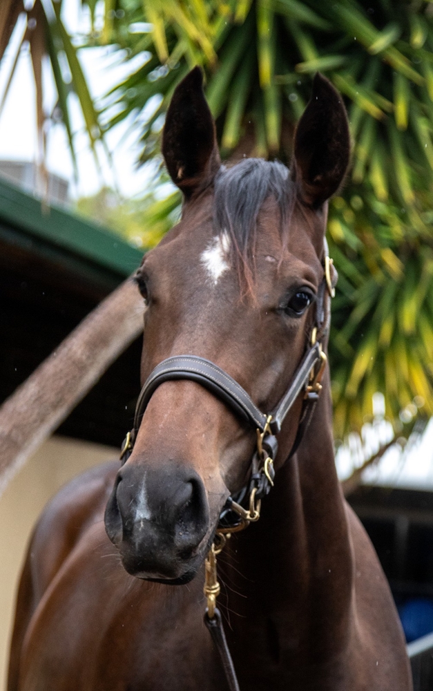 Bruckner (AUS) / Ida Rosa (AUS) 2024 Filly - Image 2