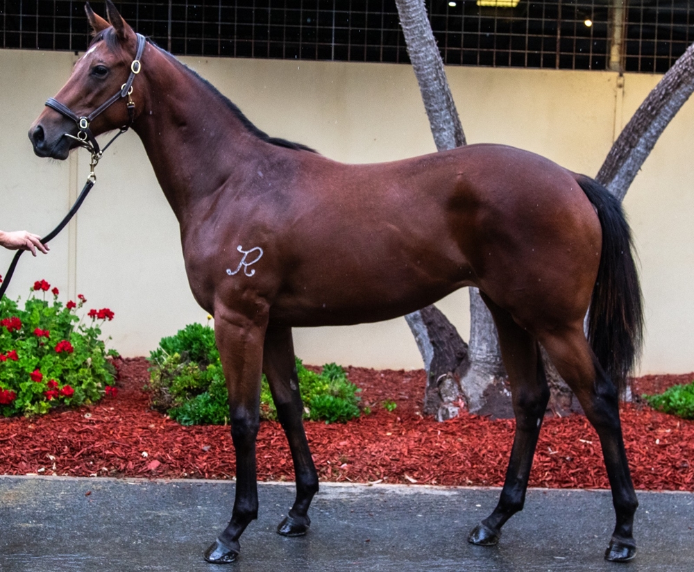 Rubick (AUS) / Dubai Beauty (AUS) 2024 Filly - Image 1