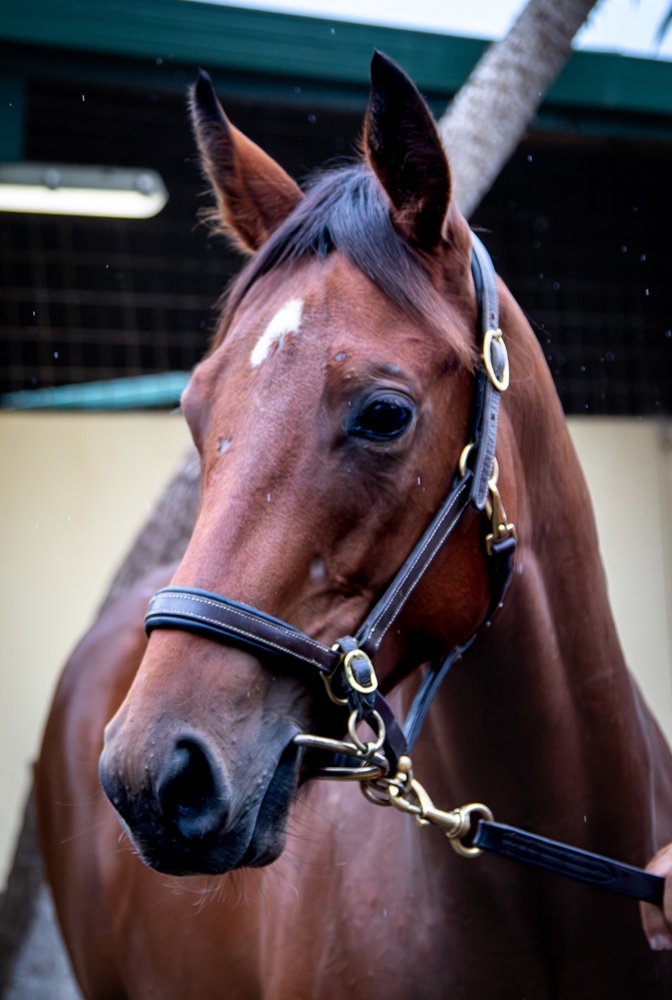 Rubick (AUS) / Dubai Beauty (AUS) 2024 Filly - Image 2