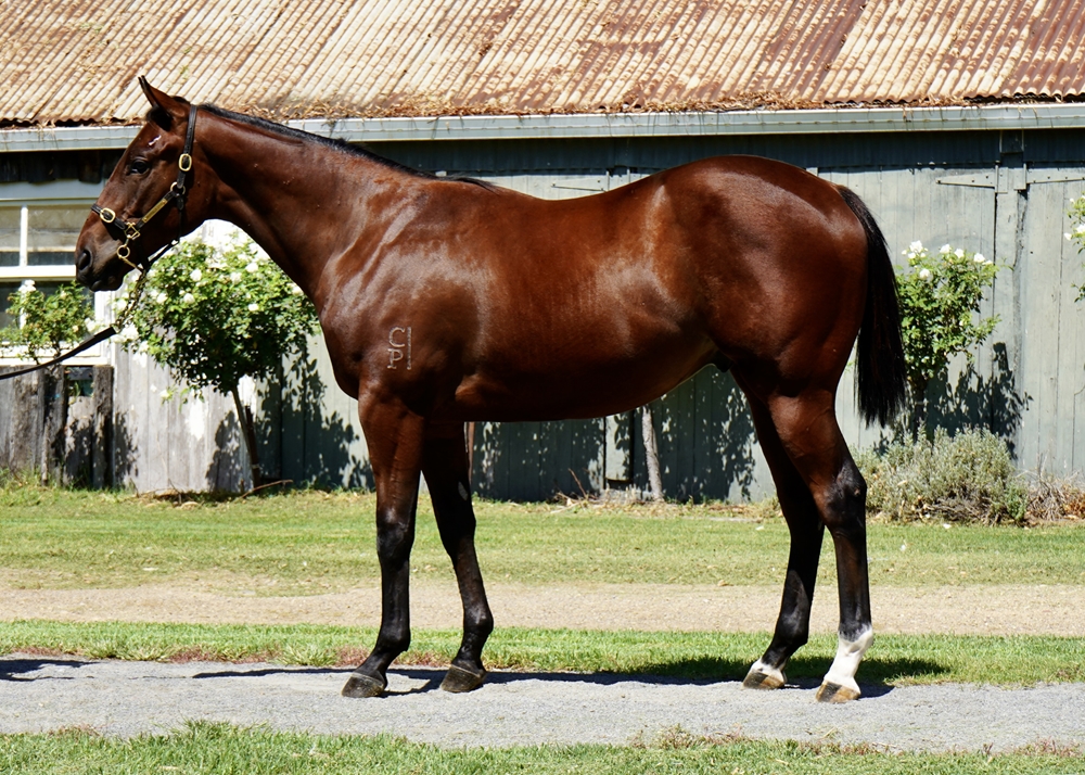 D'Argento (AUS) / Tinai (AUS) 2024 Colt - Image 1