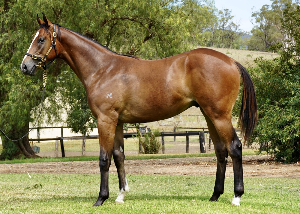 Russian Revolution (AUS) / Exporter (AUS) 2024 Colt - Image 1