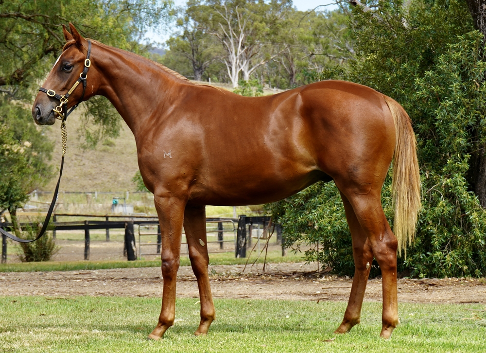 Ellsberg (AUS) / Mystery Flight (AUS) 2024 Colt - Image 1