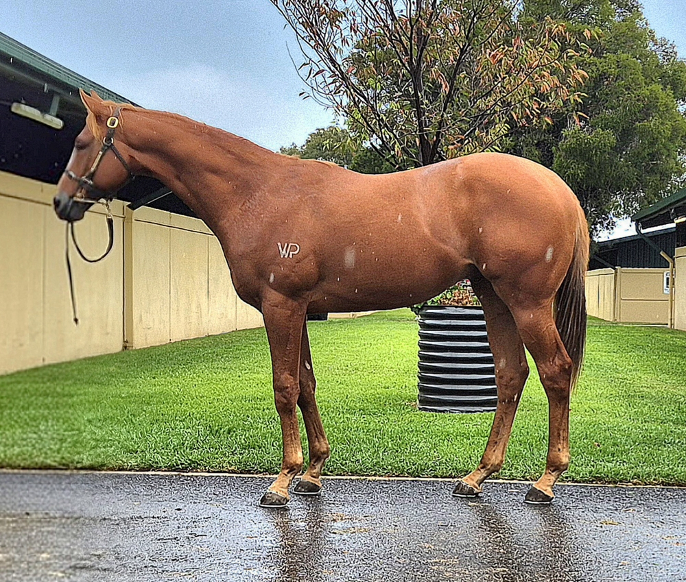 Best of Bordeaux (AUS) / Whisper Bay (AUS) 2024 Colt - Image 1